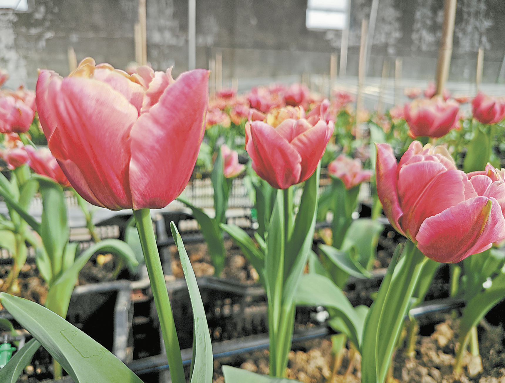  催花譜系“擴(kuò)繁”帶火“花經(jīng)濟(jì)”